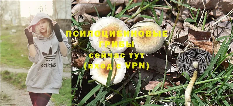 Псилоцибиновые грибы Psilocybine cubensis  ссылка на мегу вход  Сенгилей 